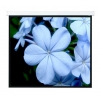 Настенный экран Lumien Master Picture 206х274 см Matte White FiberGlass (LMP-100111)