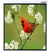 Экран Lumien 220x220см Master Picture LMP-100129 1:1 настенно-потолочный рулонный