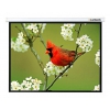 Экран Lumien 305x305см Master Picture LMP-100107 1:1 настенно-потолочный рулонный
