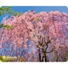 Коврик для мыши Defender тканевый Silk Pad Nature (10 изображений) 230x190x1.6мм (50707)