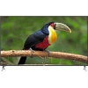 Телевизор LED 58" (147 см) DEXP U58B9900H [3D, OperaTV, 3840x2160, DVB-T2С, ультратонкий]