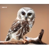 Коврик DEXP OM-XS Owl 220*180*3mm